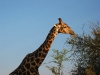 Etosha 2 091